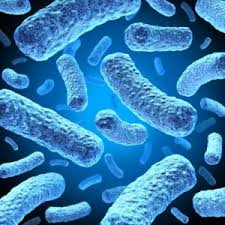 gut-bacteria-2