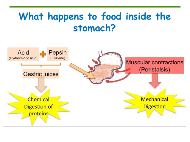 protein-digestion-basic-biology
