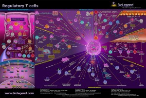 Regulatory-T-cells-immune-responses