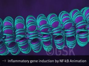 inflammatory-gene-induction-by-nf-kb-animation