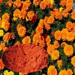 Marigold_Flower_Extract