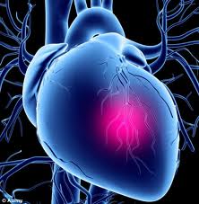 cardiovascular_health2