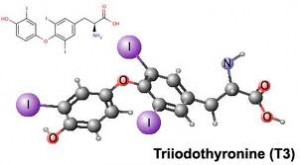 T3-hormone-molecule