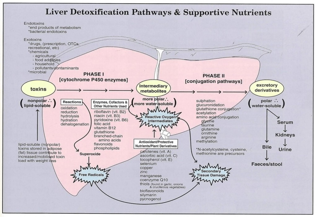 liver-detox-pathways-supportive nutrients