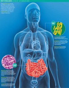 Gut Bacteria graphic