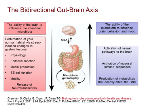 bidirectional-gut-brain-connection