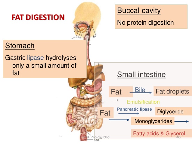 fat-digestion