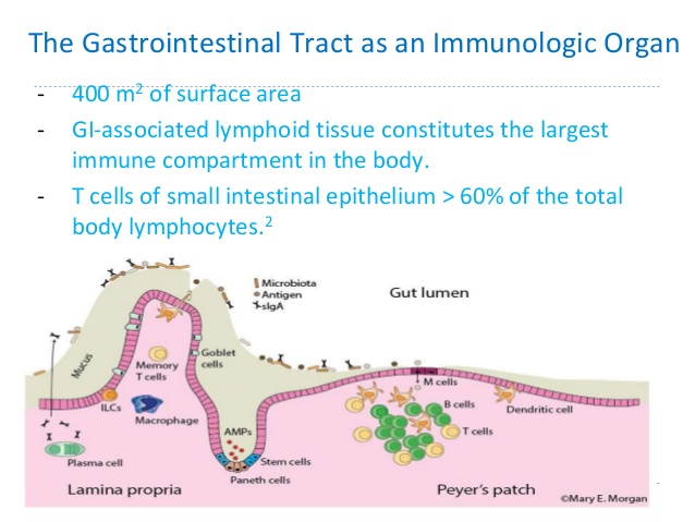 gastrointestinal-tract-as-an-immunologic-organ