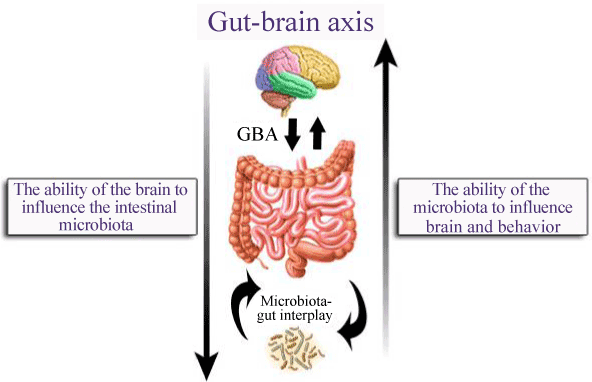 gut-brain-axis-3