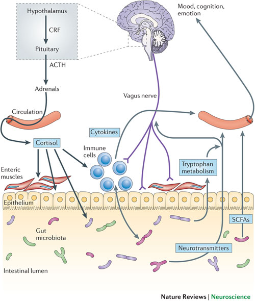 gut-immune-brain-connections