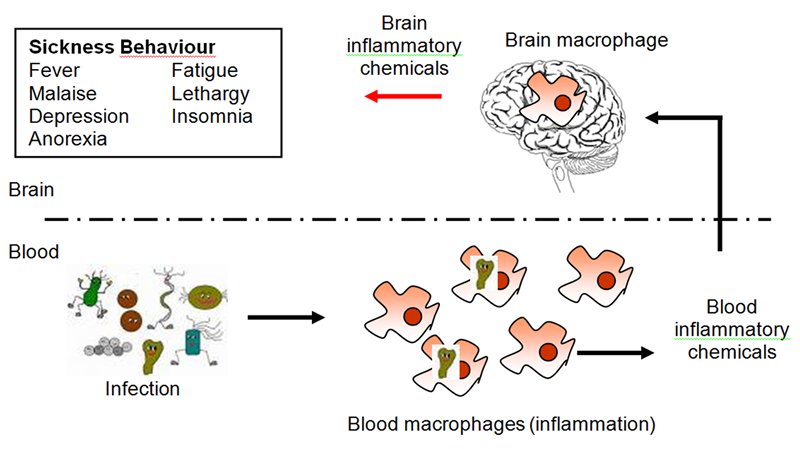 inflammatory-chemicals-cross-blood-brain-barrier