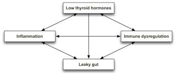 thyroid-leaky-gut-inflammation-immune-dysregulation