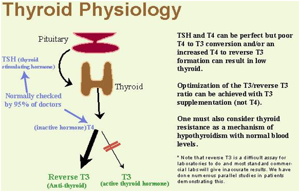thyroid-physiology