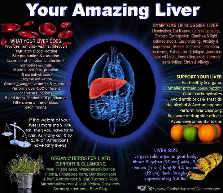 your-amazing-liver