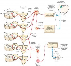 extrinsic-nerve-pathways