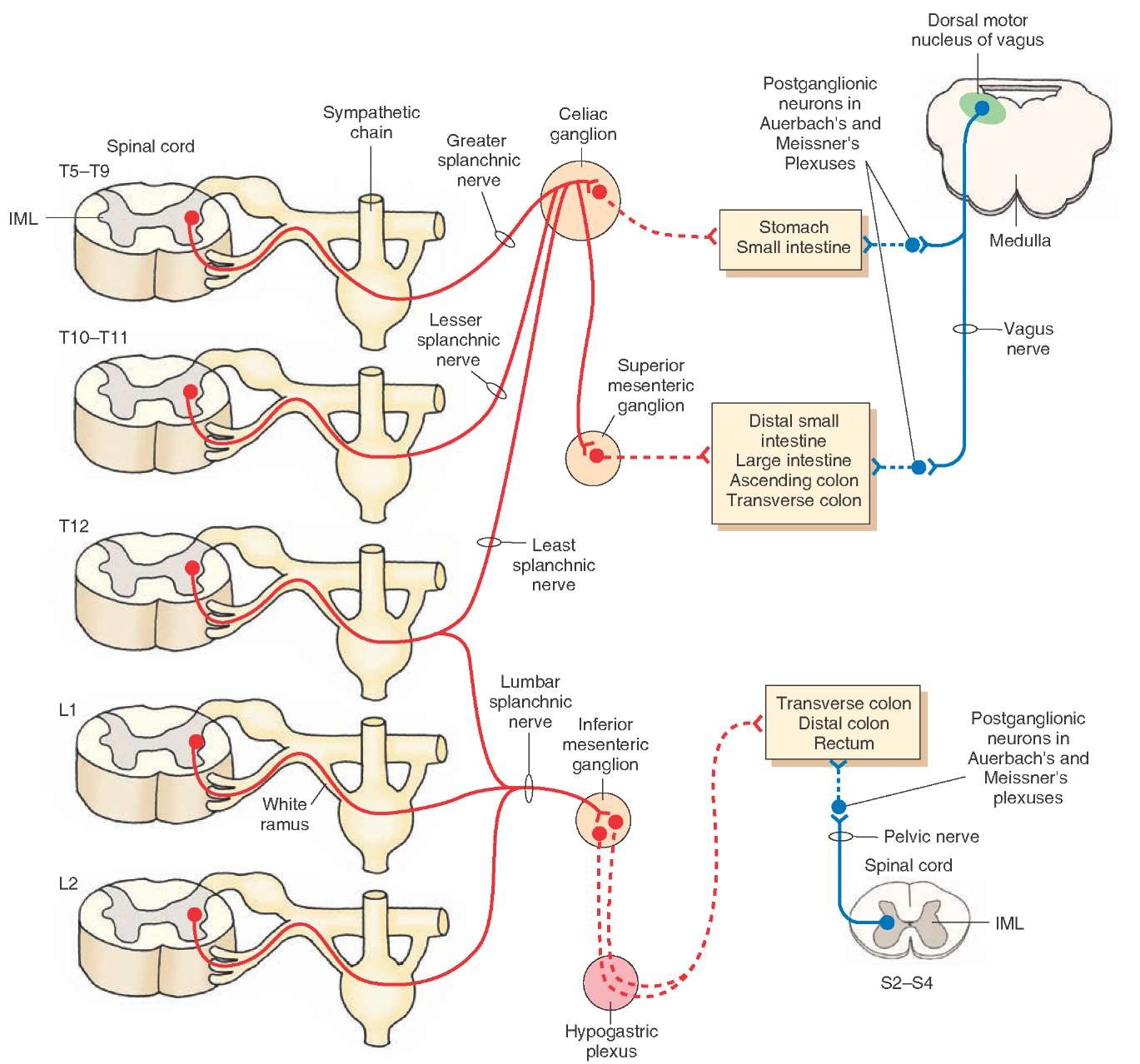The Neuroendocrine System of the Gut and the Brain-Gut Axis (Gut-Brain