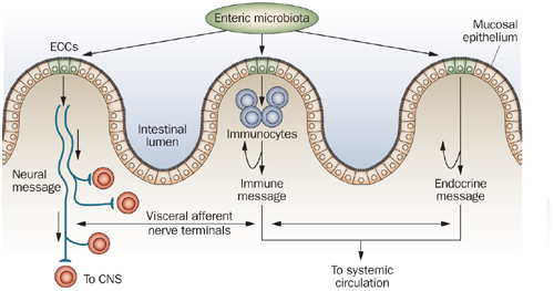 gut-endocrine-cells