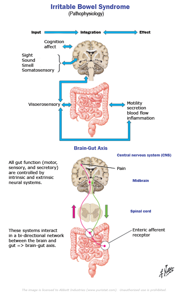 ibs-brain-gut-axis