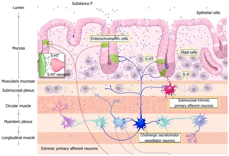 neuroendocrine-system-of-gut